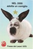 1999-2000 Cartolina - Nel 2000 adotta un coniglio